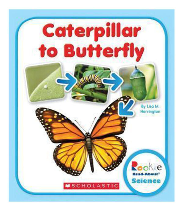 CATERPILLAR TO BUTTERFLY